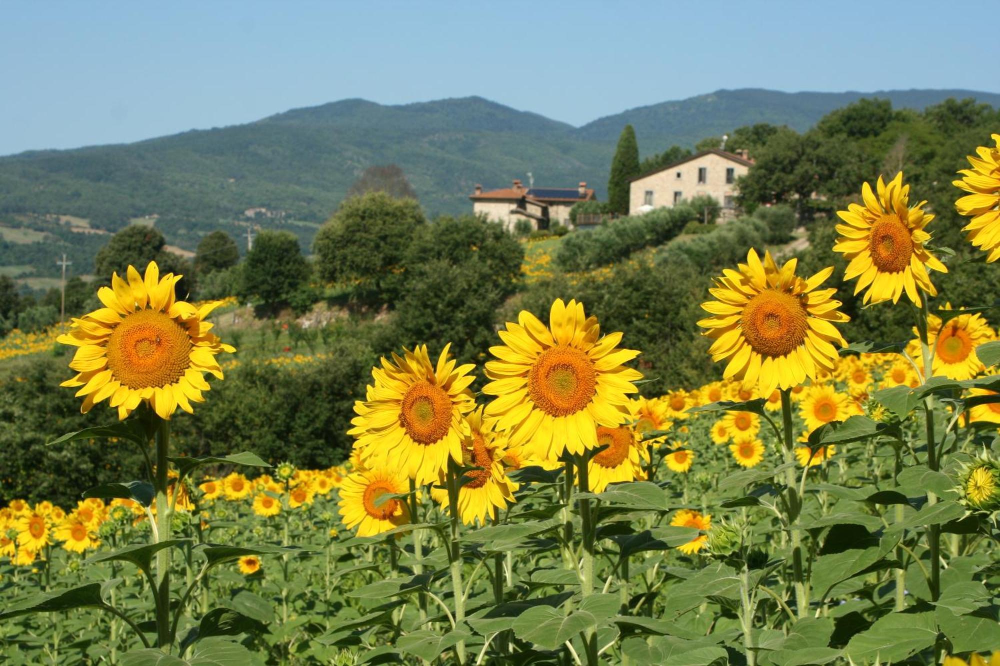 Agriturismo Le Ceregne Bio Pieve Santo Stefano Dış mekan fotoğraf